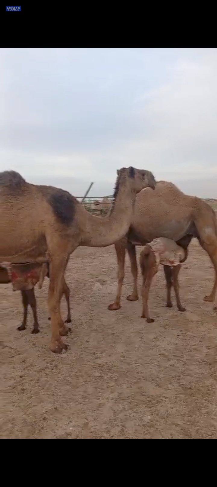 خلفات للبيع2