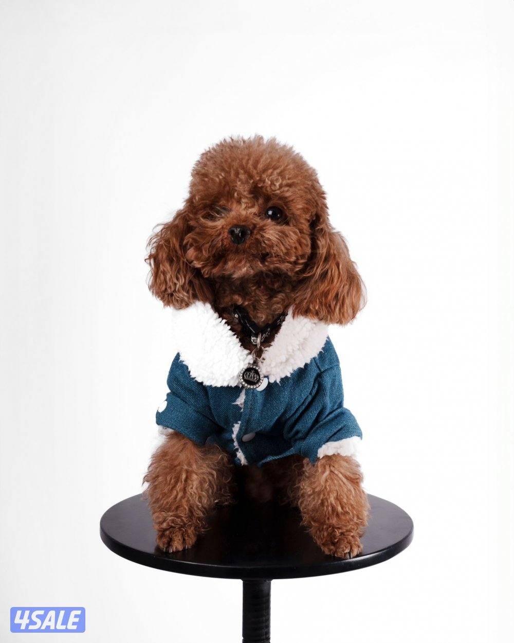 للتزاوج فقط0