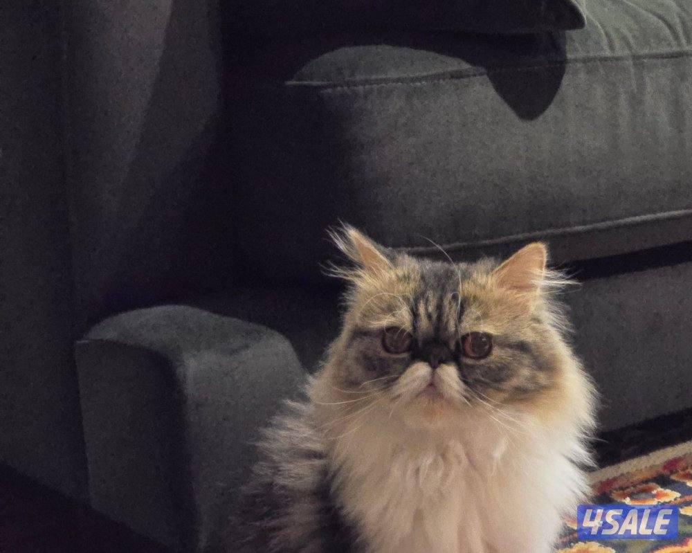 للبيع ذكر بيكي فيس بيوور0