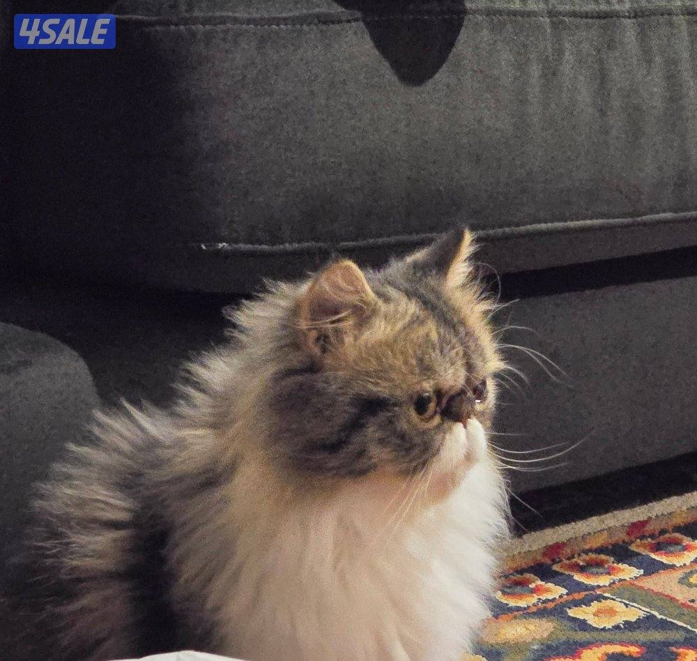 للبيع ذكر بيكي فيس بيوور1