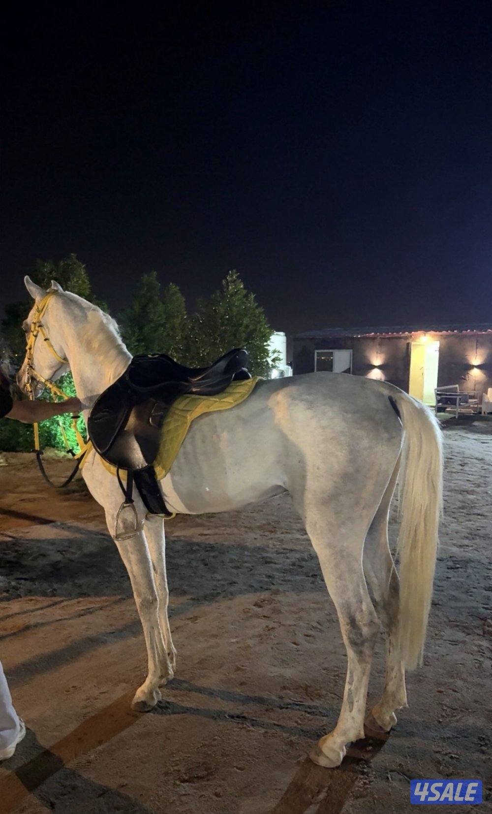 فحل مصري بيور1