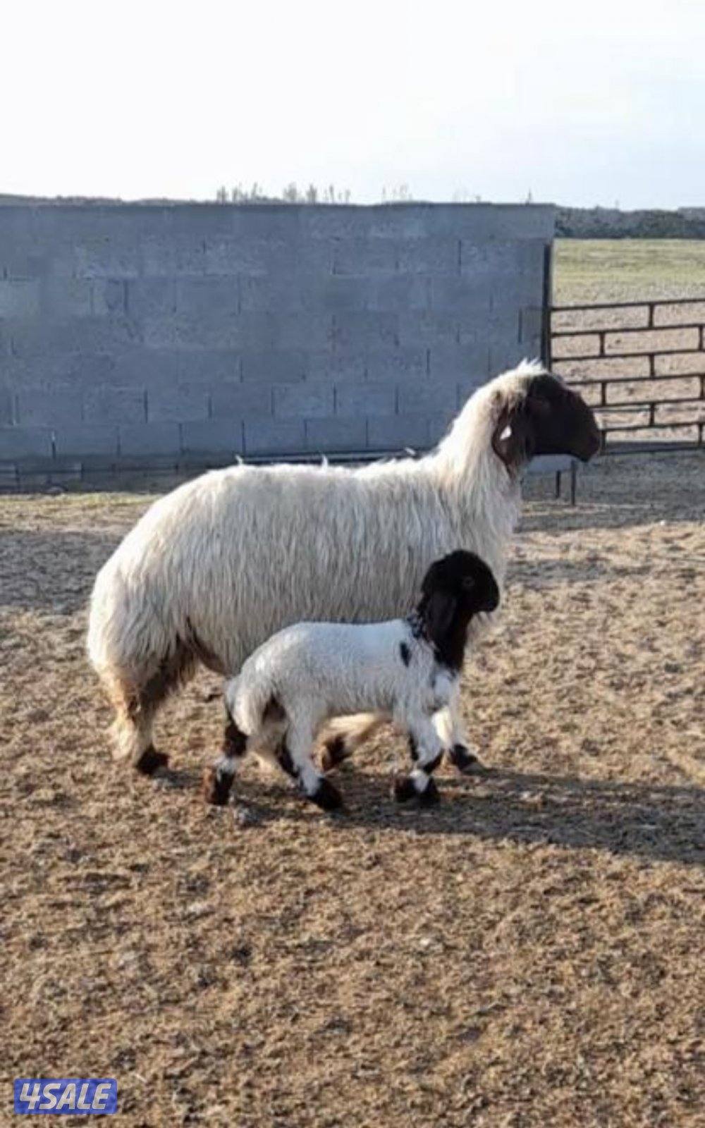 للبيع غنم نعيم /مطافيل ومضاريع0