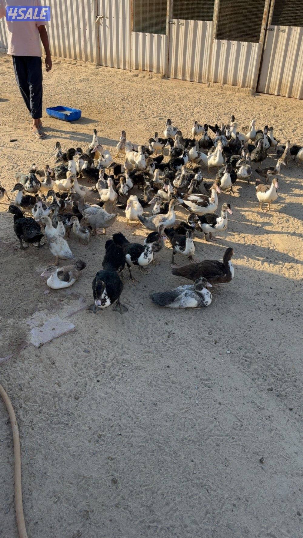 بط مصري مسكوفي العمرً شهرين وفيهم شهرين ونص مزارع الوفره0