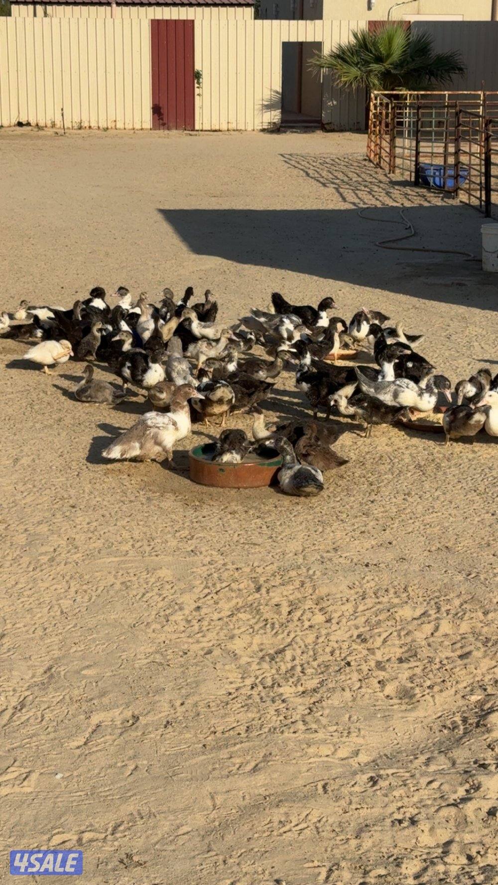 بط مصري مسكوفي العمرً شهرين وفيهم شهرين ونص مزارع الوفره1