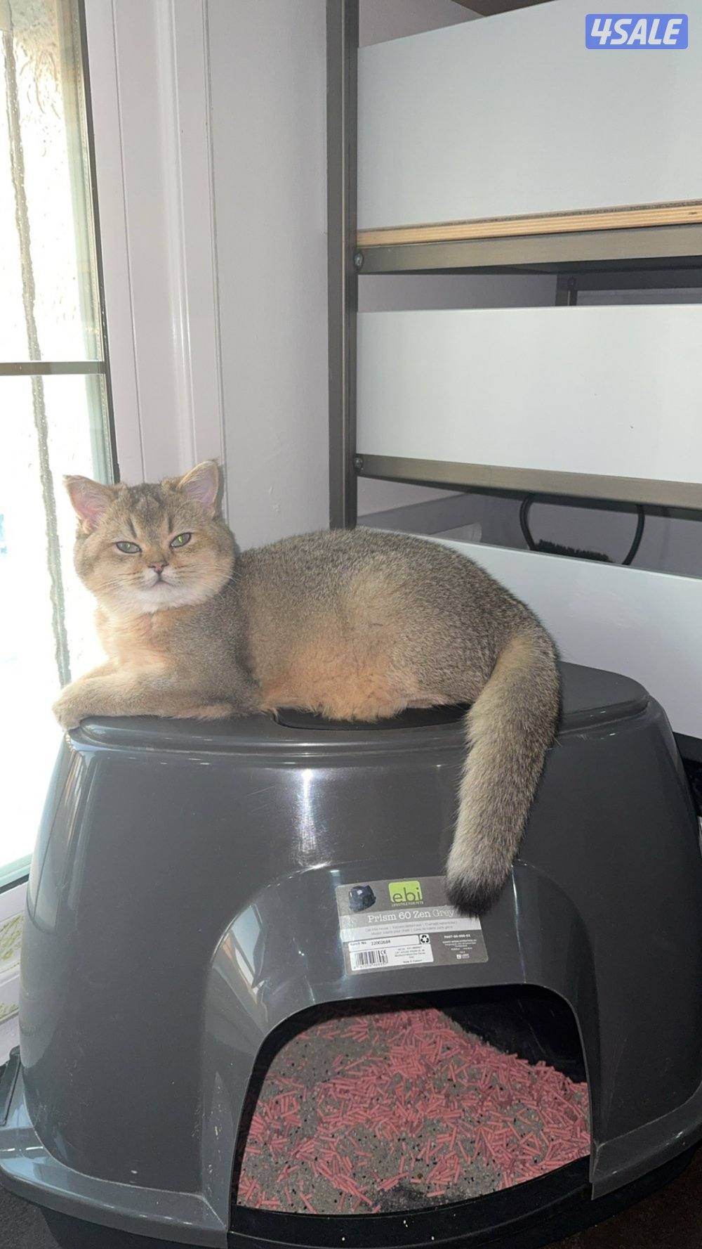 للبيع قطه نثيه برتش ny11 واردة من الخارج1