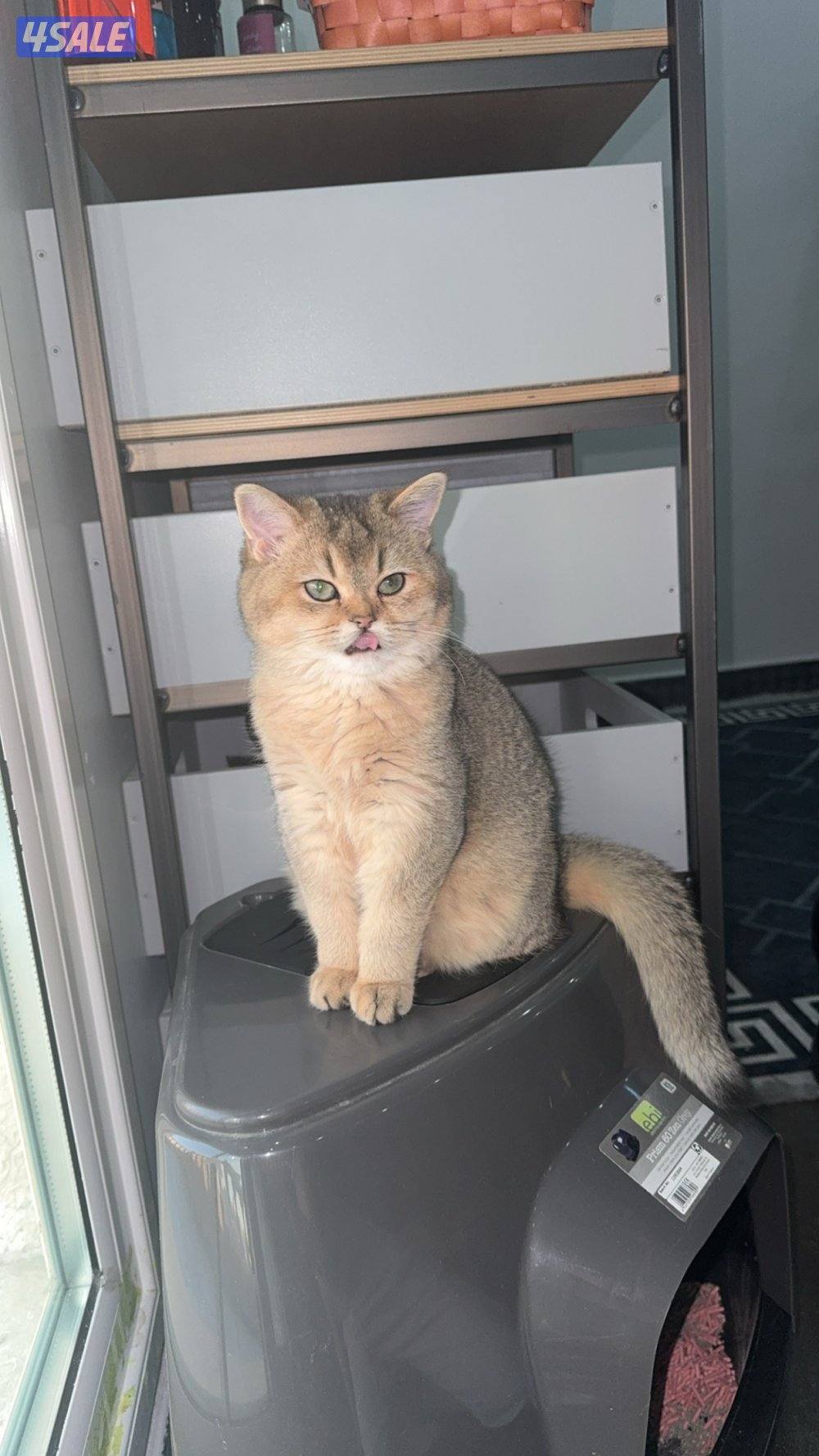 للبيع قطه نثيه برتش ny11 واردة من الخارج2