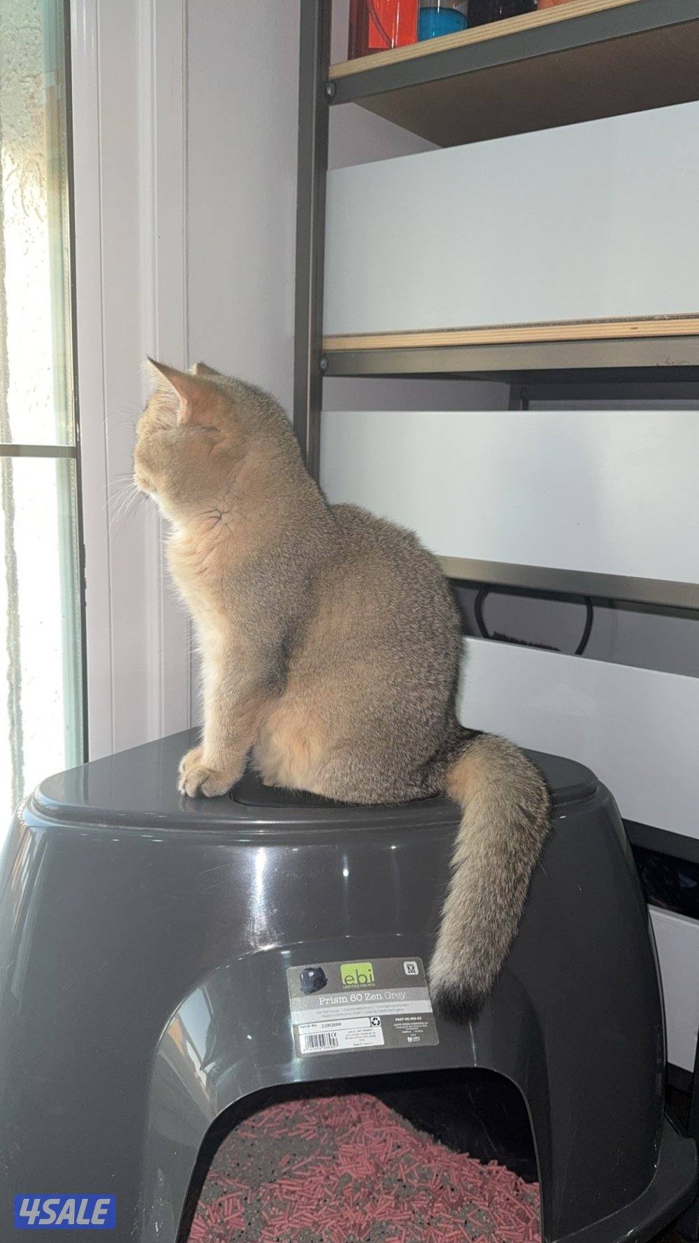 للبيع قطه نثيه برتش ny11 واردة من الخارج3