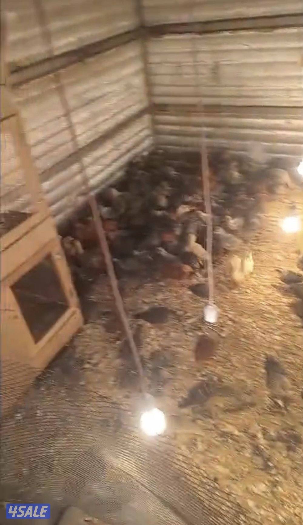 للبيع صيصان دجاج العمر شهر ونص فيومي ٢٥٠حبه ودومنتانت ١٥٠حبه0