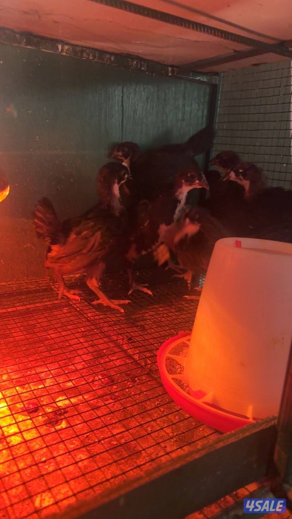 فروخ سترالوب0