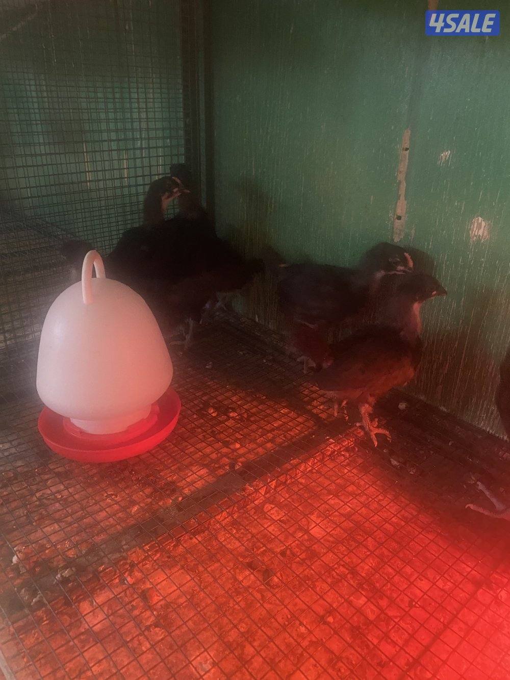 فروخ سترالوب1