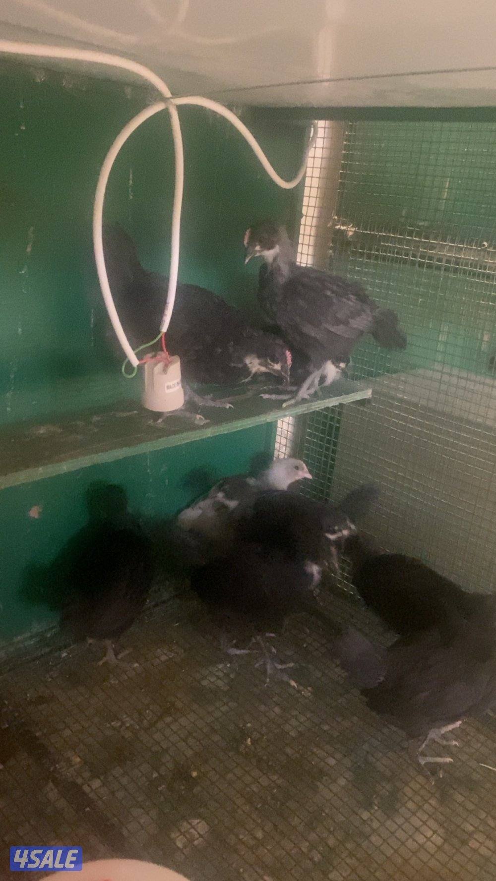 فروخ سترالوب3