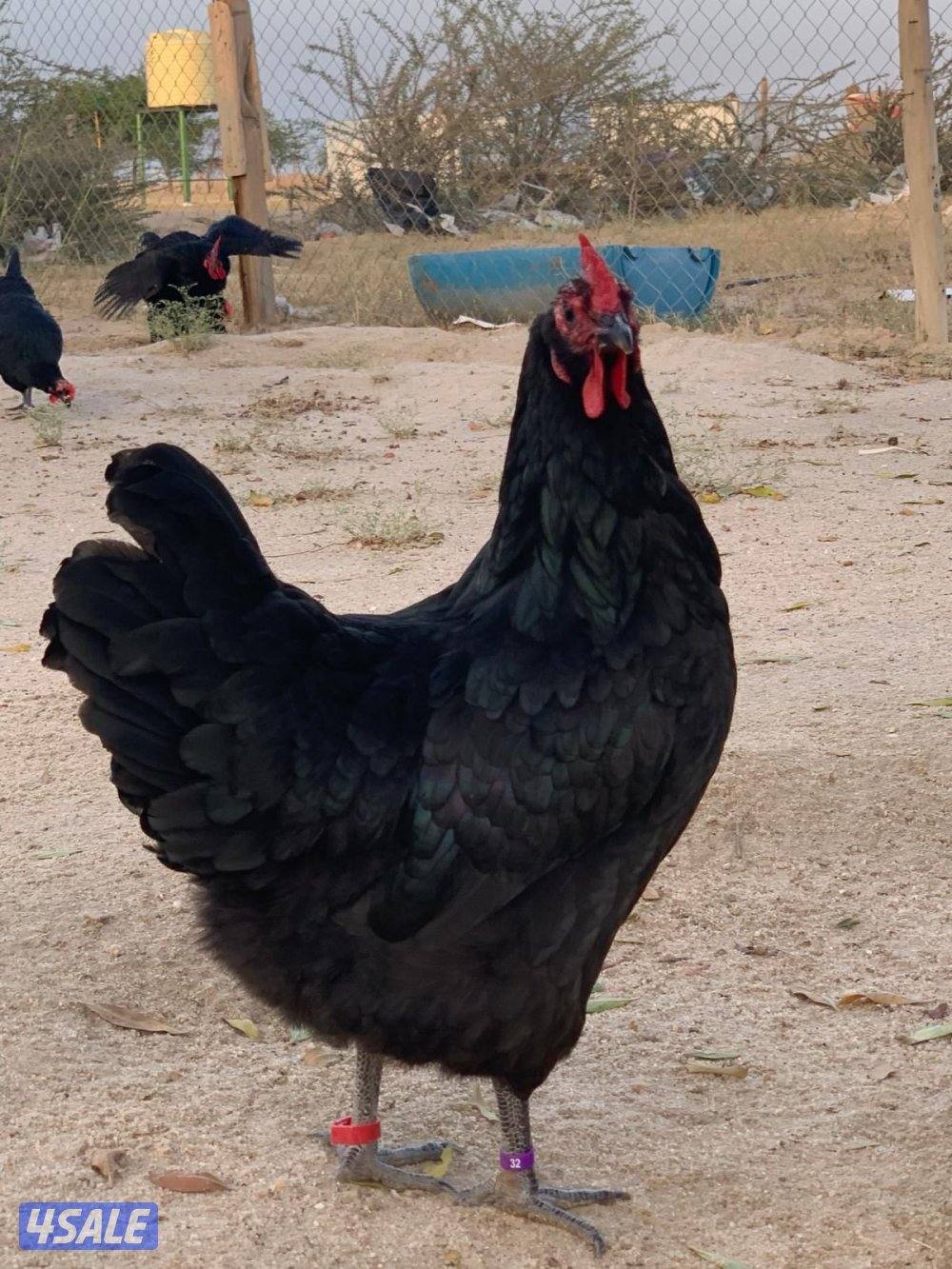 فروخ سترالوب5