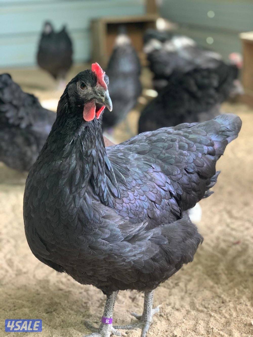 فروخ سترالوب6