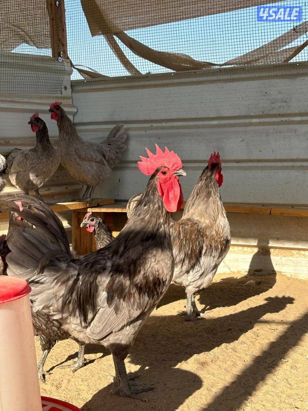 فروخ سترالوب7