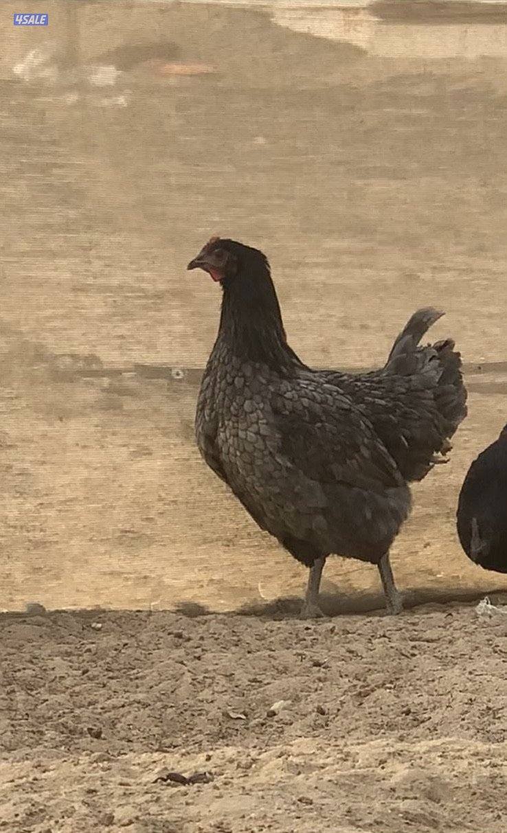 فروخ سترالوب8