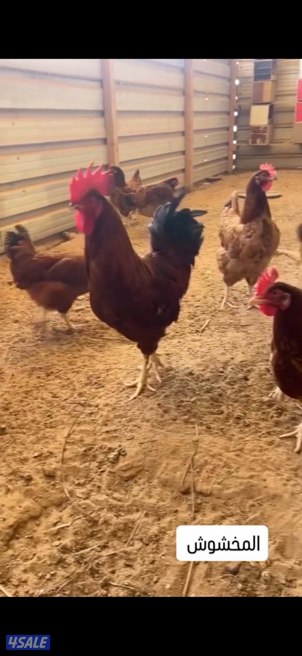 للبيع مجموعين هولندي تراكيب وعربي قديم0