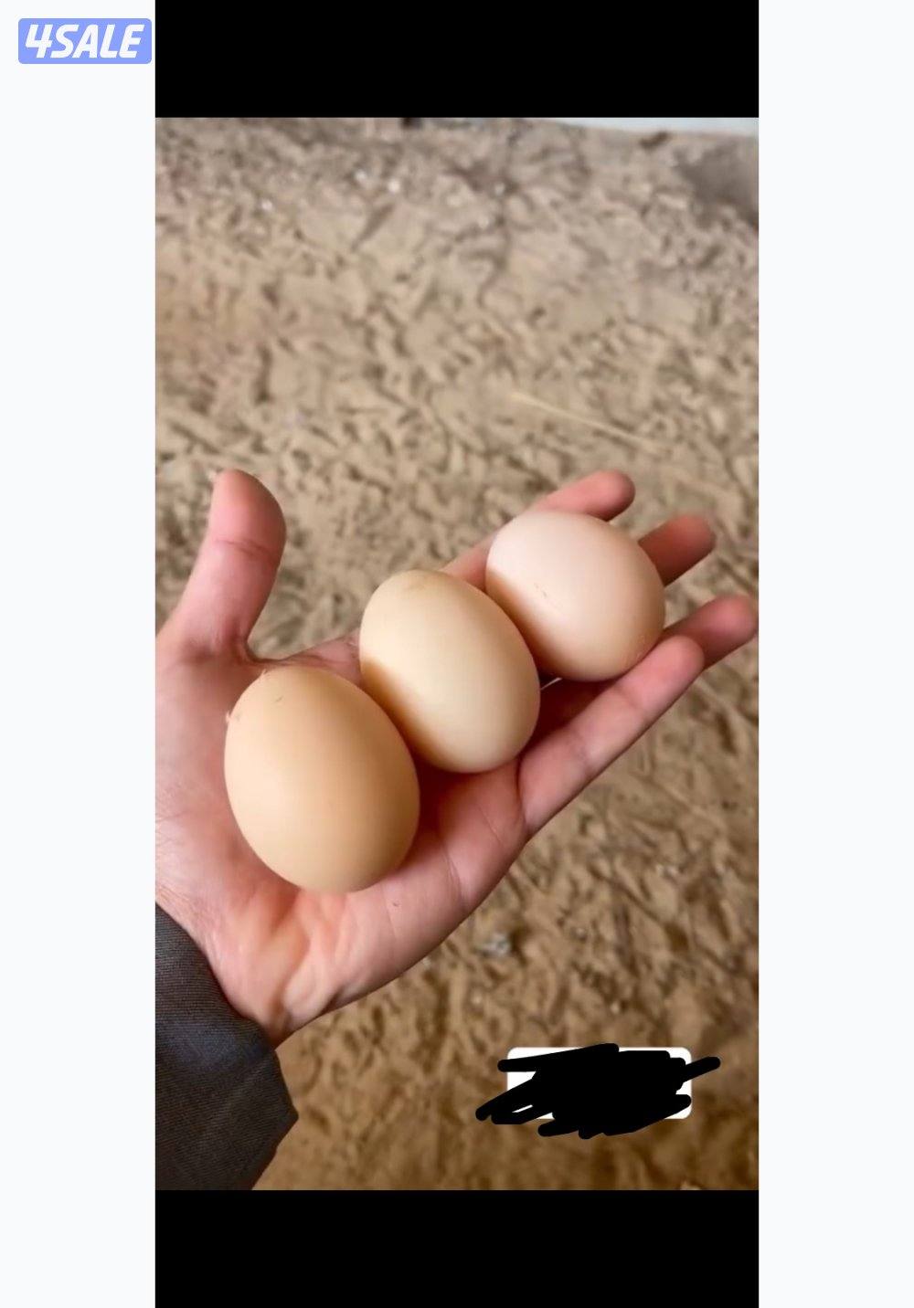 للبيع مجموعين هولندي تراكيب وعربي قديم1