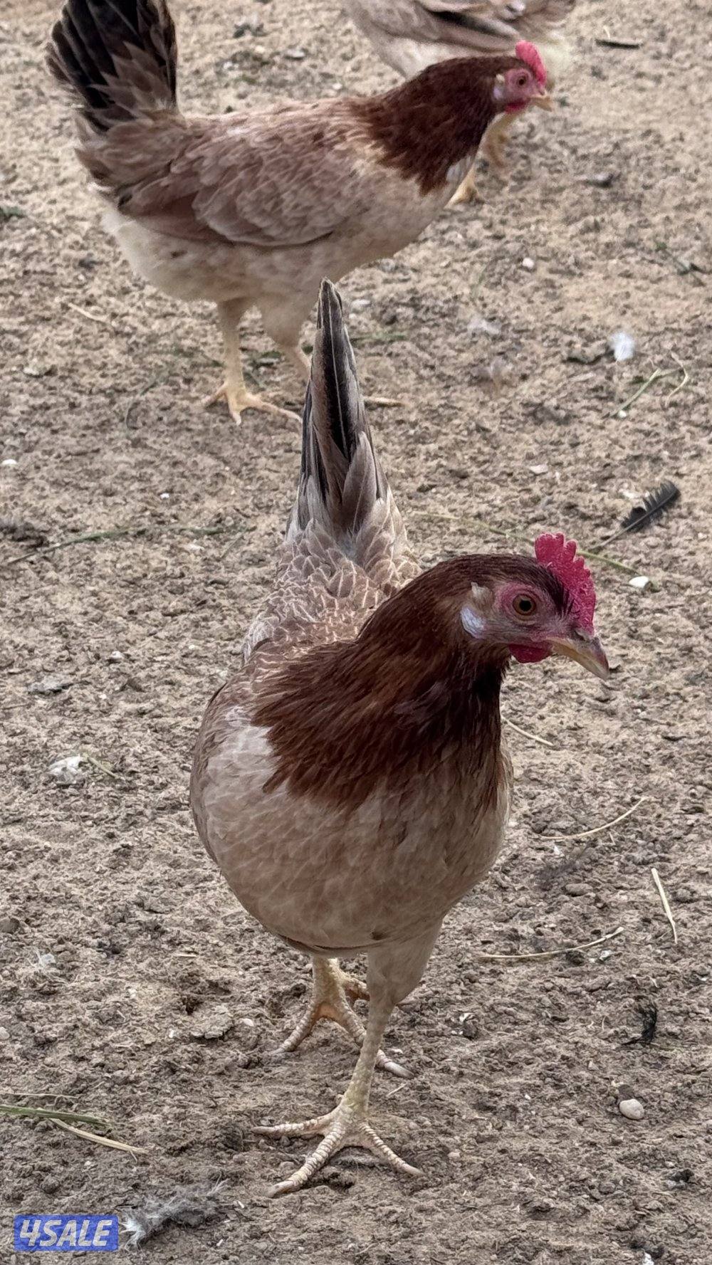 للبيع مجموعين هولندي تراكيب وعربي قديم3