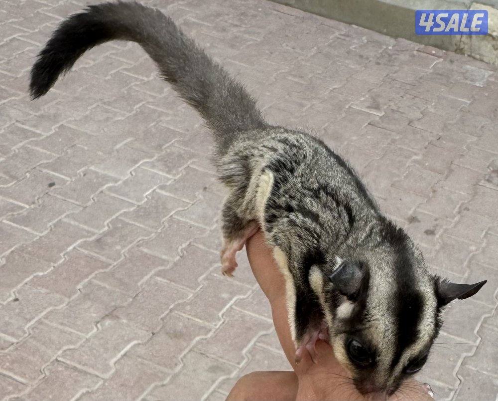 للبيع شوقر قلايدر صغير اليف 🦨0