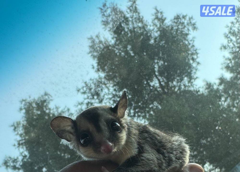 للبيع شوقر قلايدر صغير اليف 🦨1