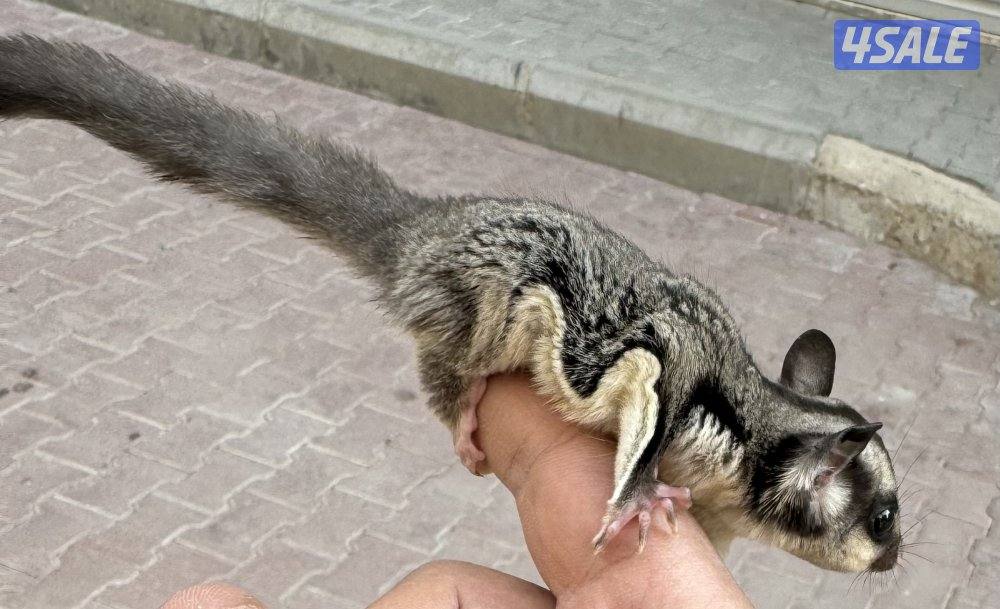 للبيع شوقر قلايدر صغير اليف 🦨3