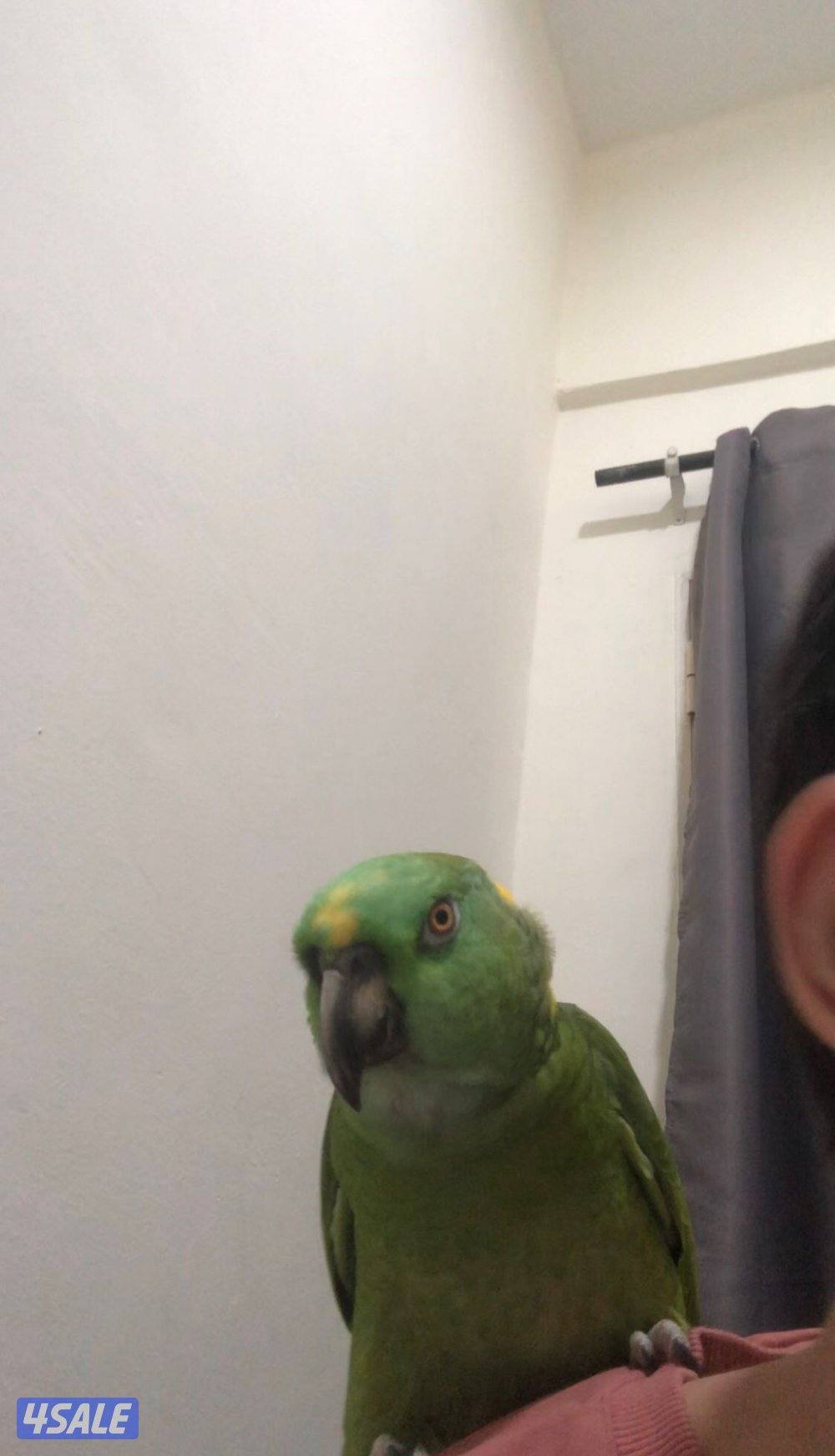 للبيع طير يانولاب0