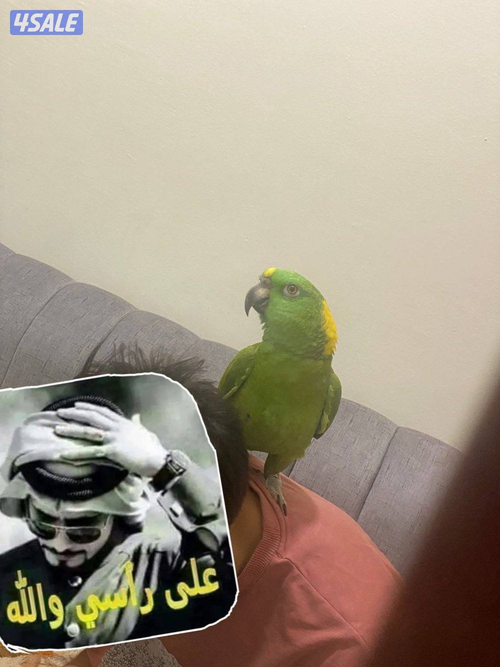 للبيع طير يانولاب1