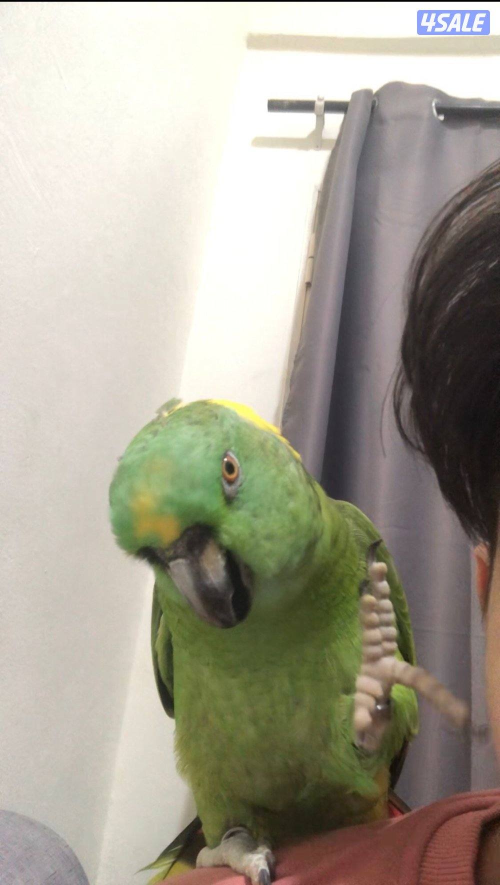 للبيع طير يانولاب2