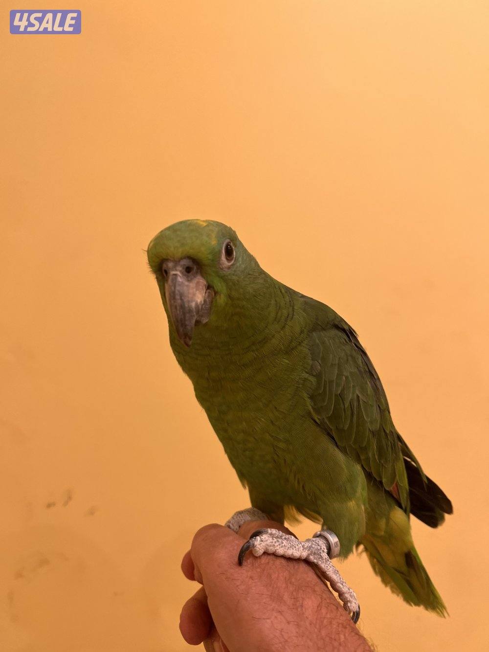 طائر  يالو كراون أمازون  ربوه0