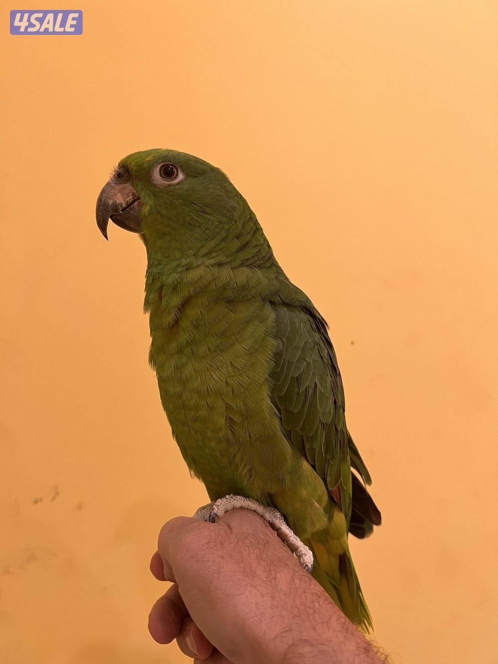 طائر  يالو كراون أمازون  ربوه1