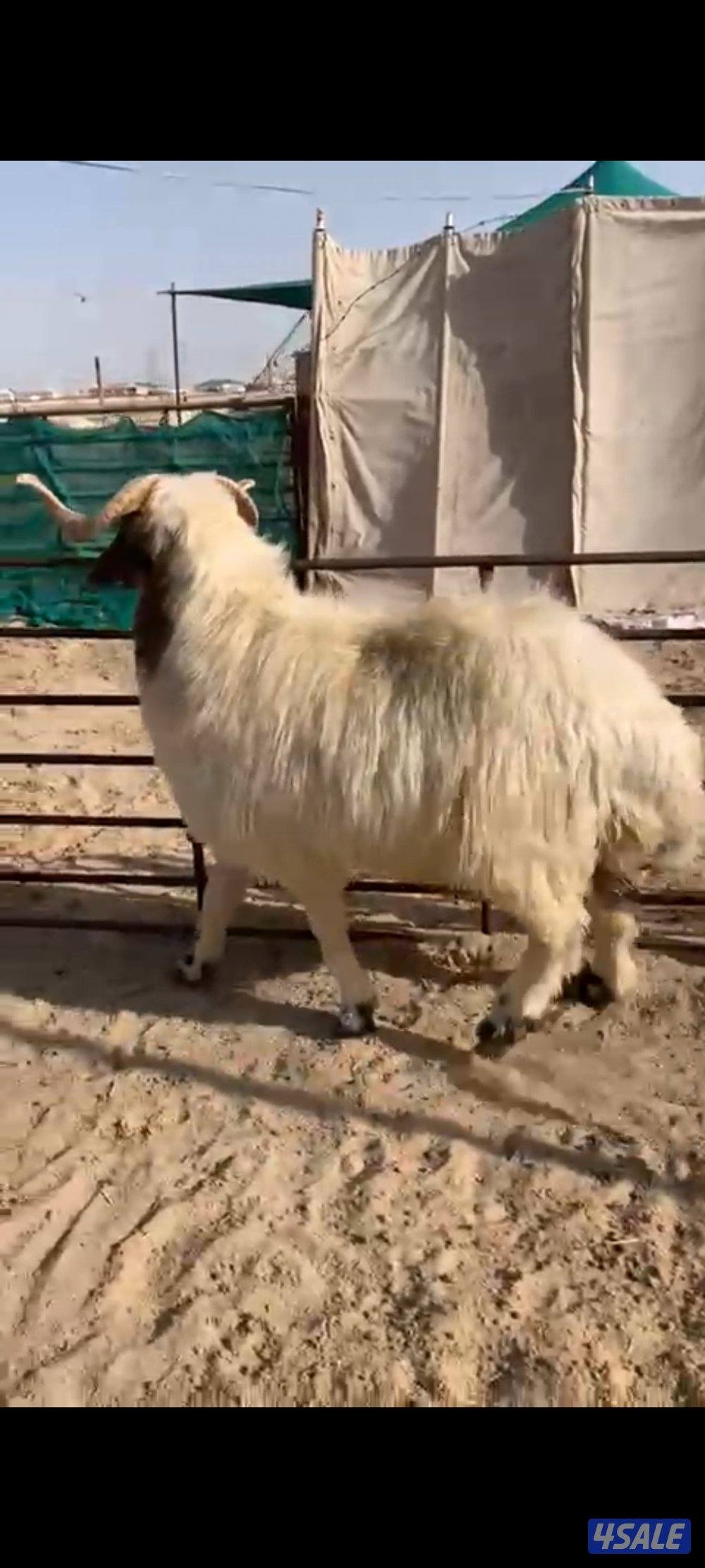 للبيع فحل شرط القريع العمر0