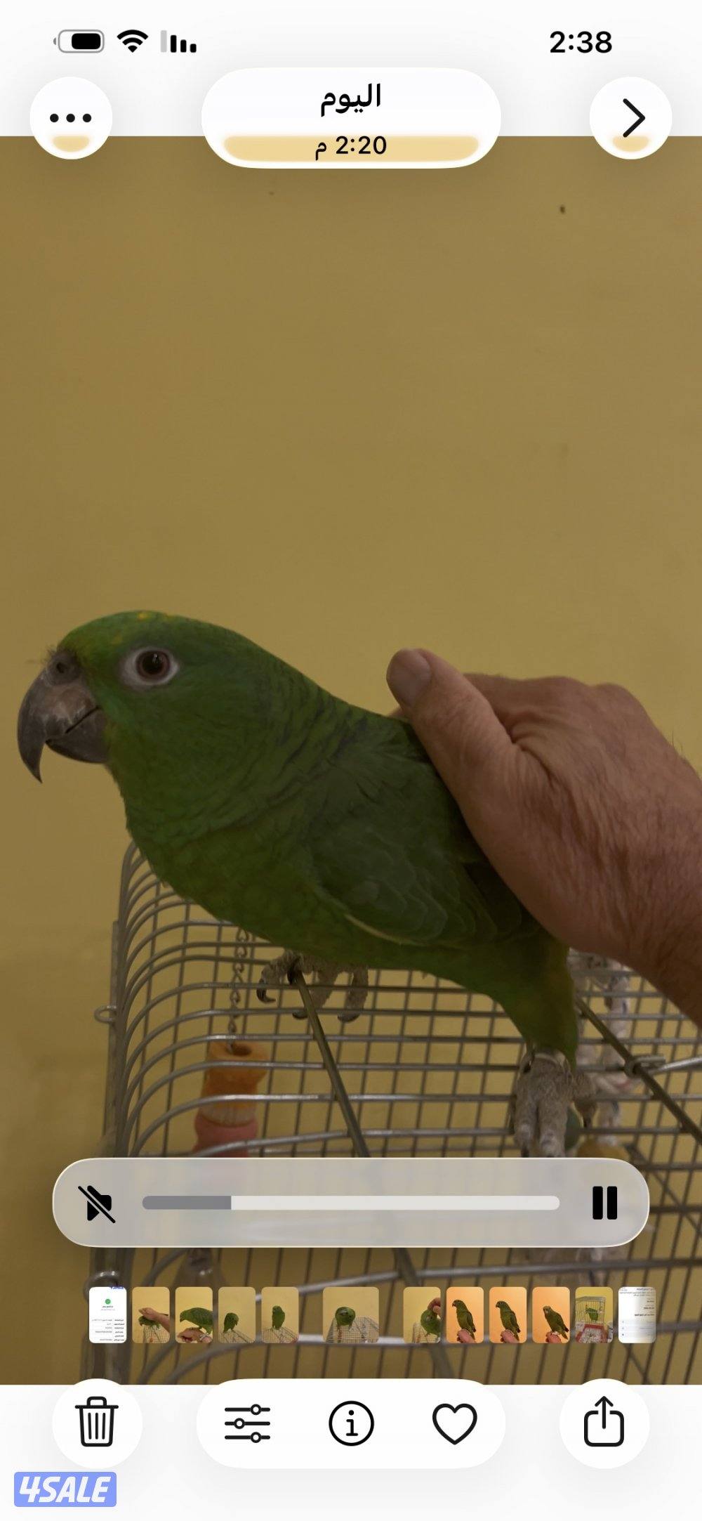 طائر  يالو كراون أمازون  ربوه2