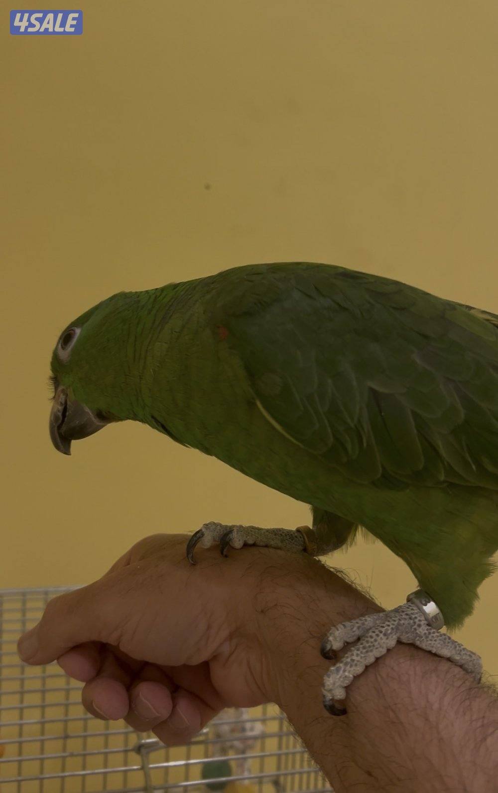 طائر  يالو كراون أمازون  ربوه3