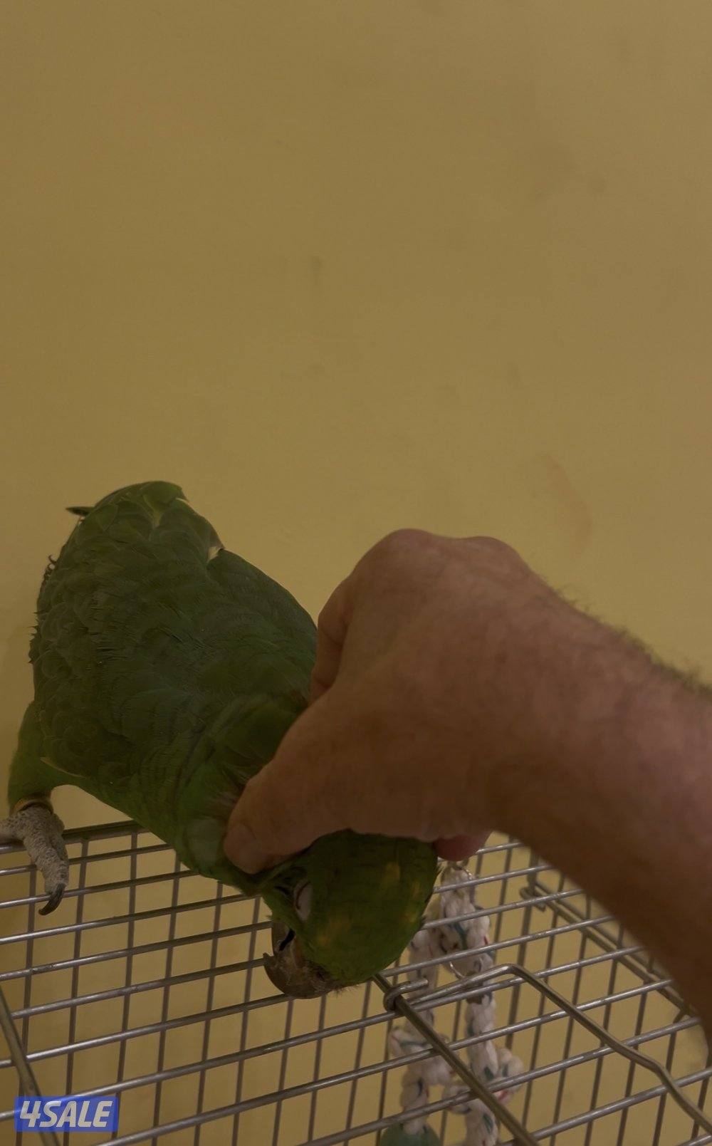 طائر  يالو كراون أمازون  ربوه4