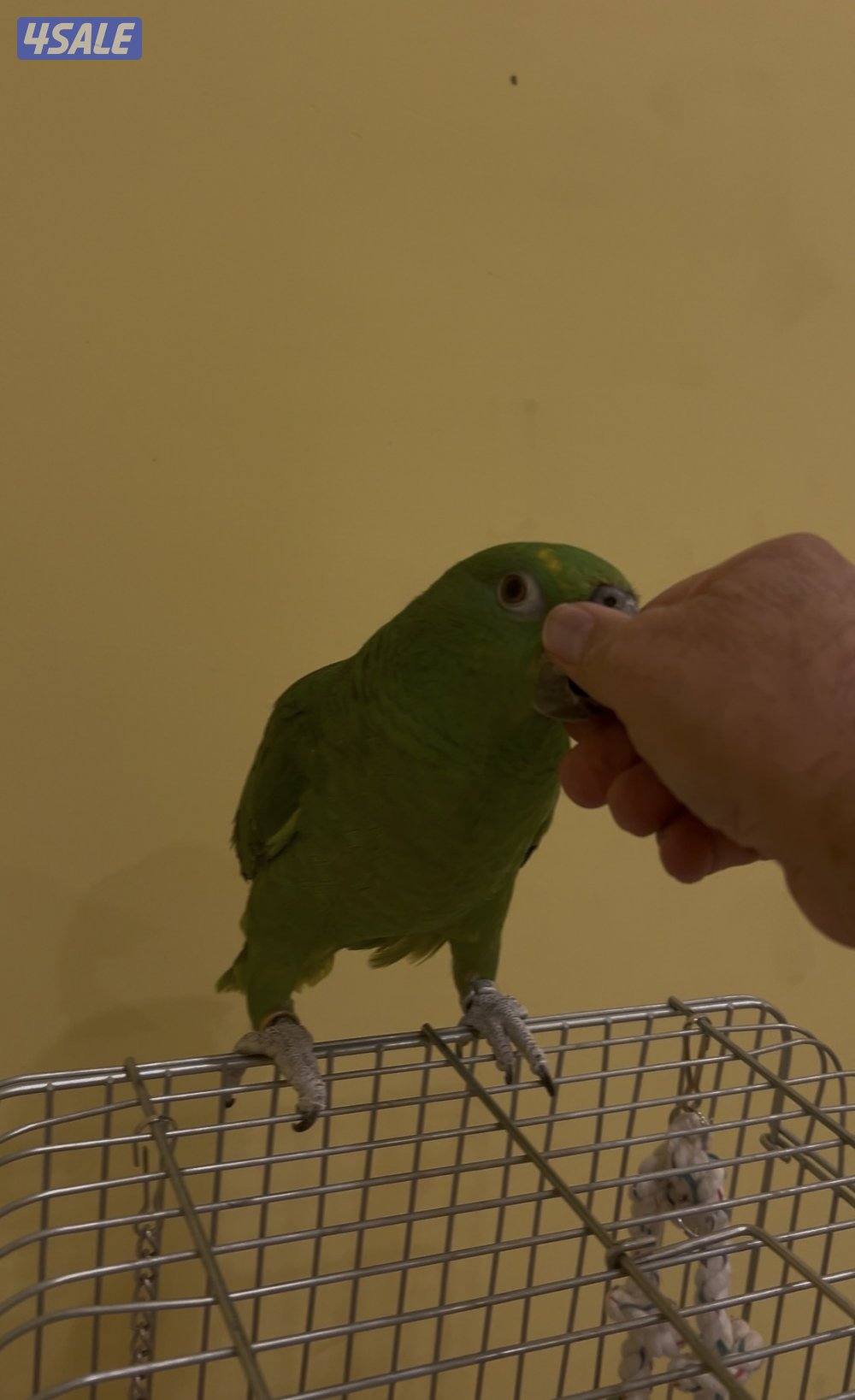 طائر  يالو كراون أمازون  ربوه5