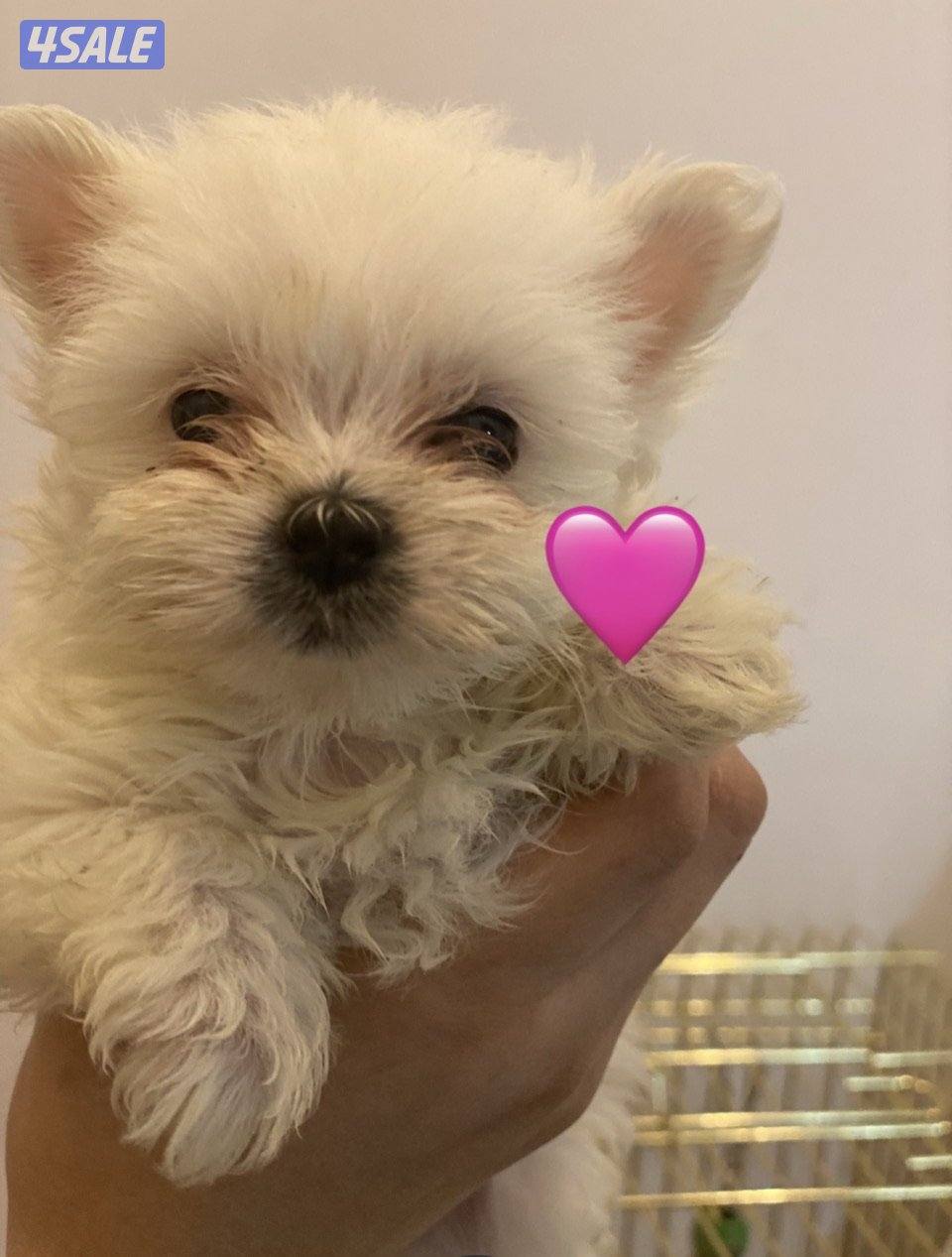 للبيع اربع كلاب يورك شاير و بومرينيان1