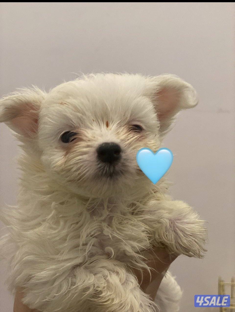 للبيع اربع كلاب يورك شاير و بومرينيان3