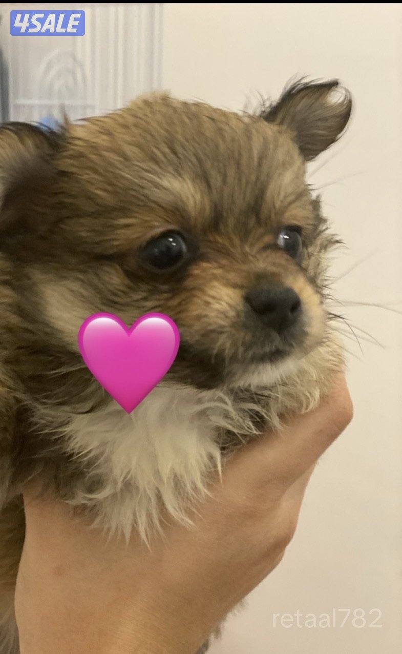 للبيع اربع كلاب يورك شاير و بومرينيان2