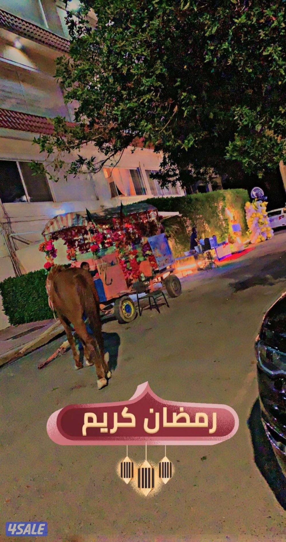 ايجار حنطور + بوني حق مناسبات1