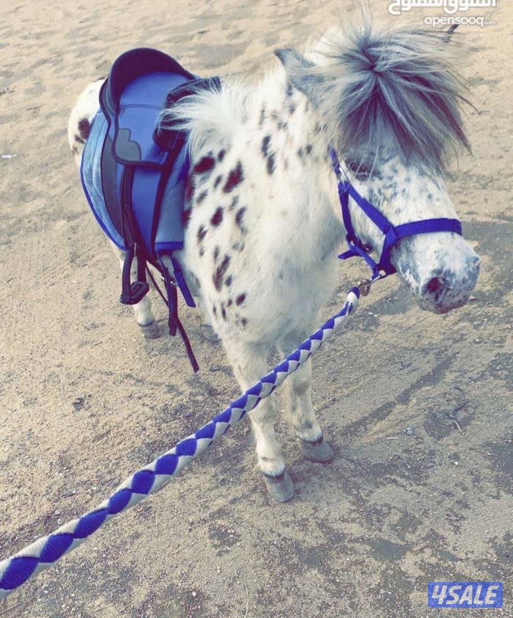 ايجار حنطور + بوني حق مناسبات4