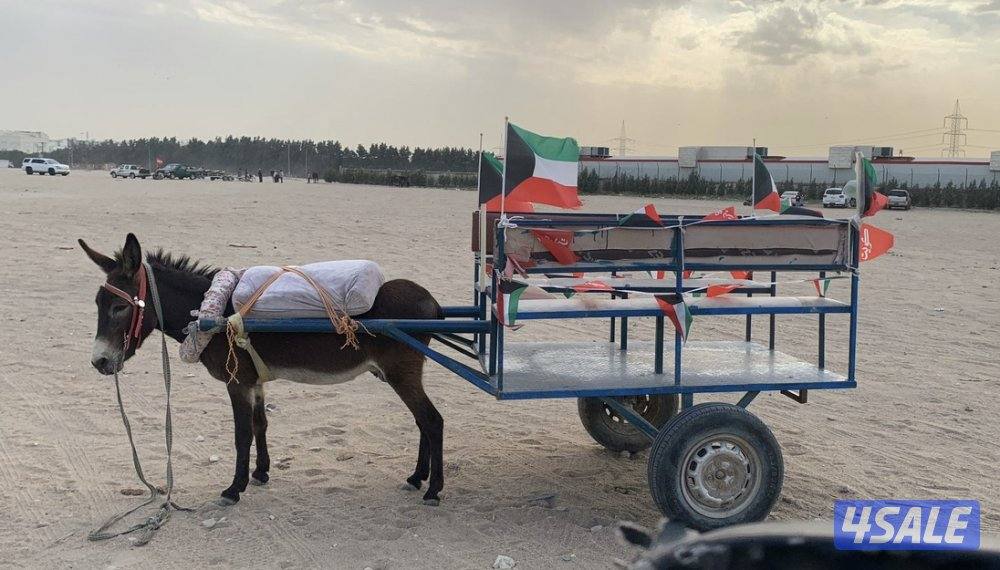 ايجار حنطور + بوني حق مناسبات3