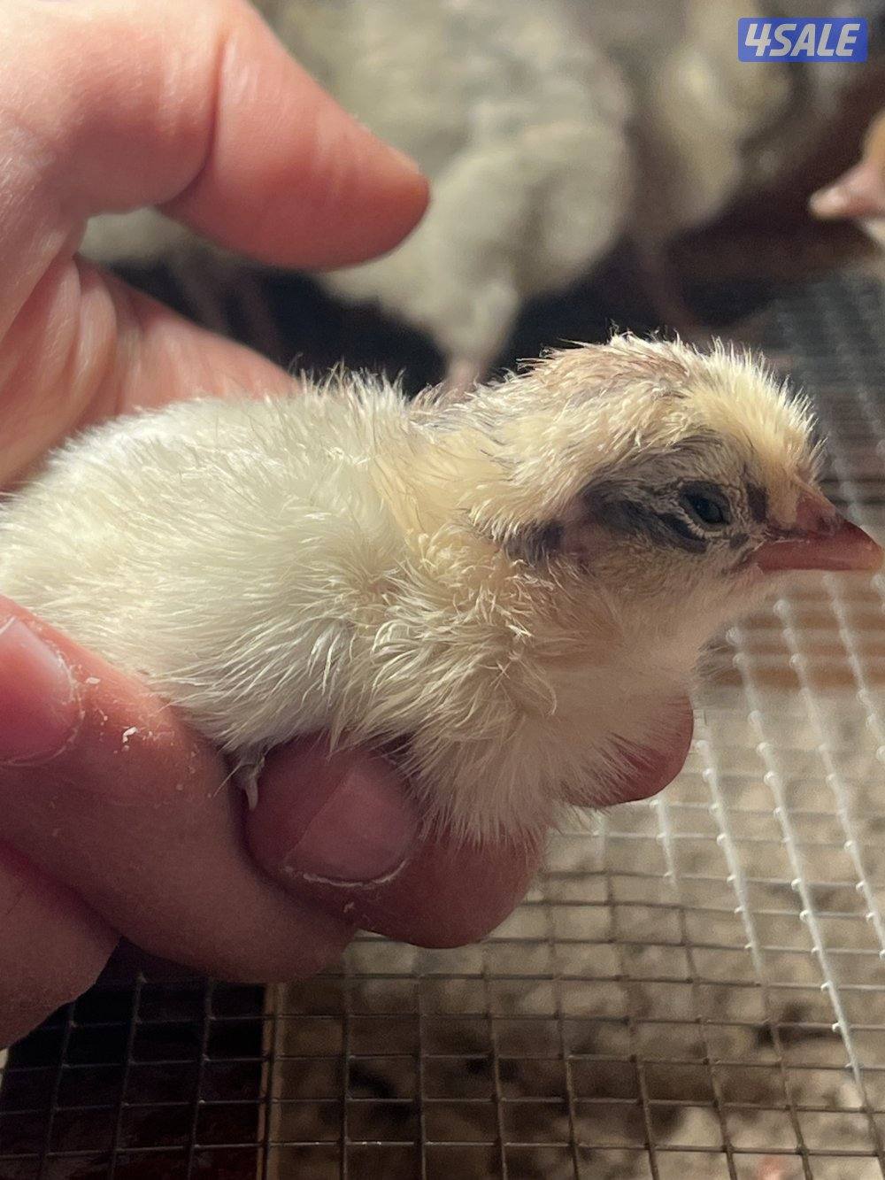 متوفر فروخ فيومي قولد0