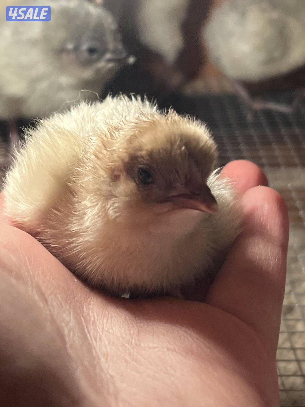 متوفر فروخ فيومي قولد3