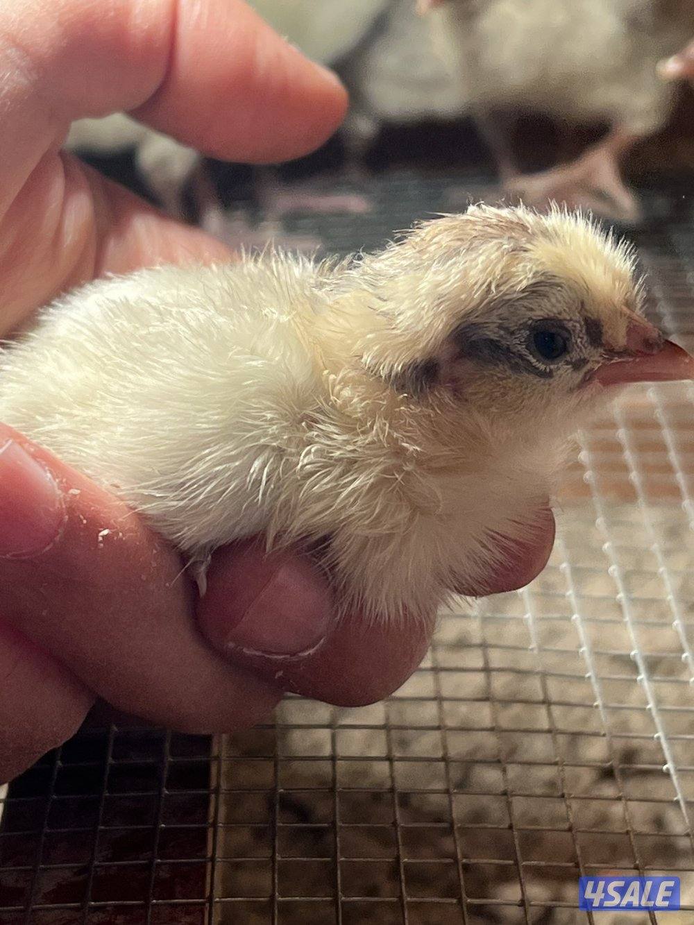 متوفر فروخ فيومي قولد4