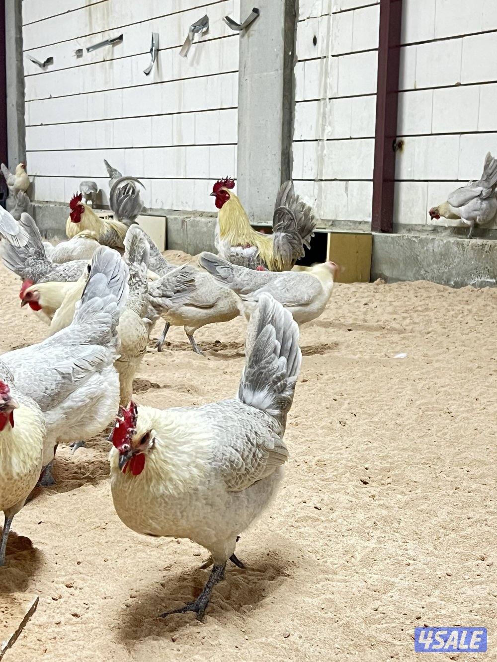 متوفر فروخ فيومي قولد7