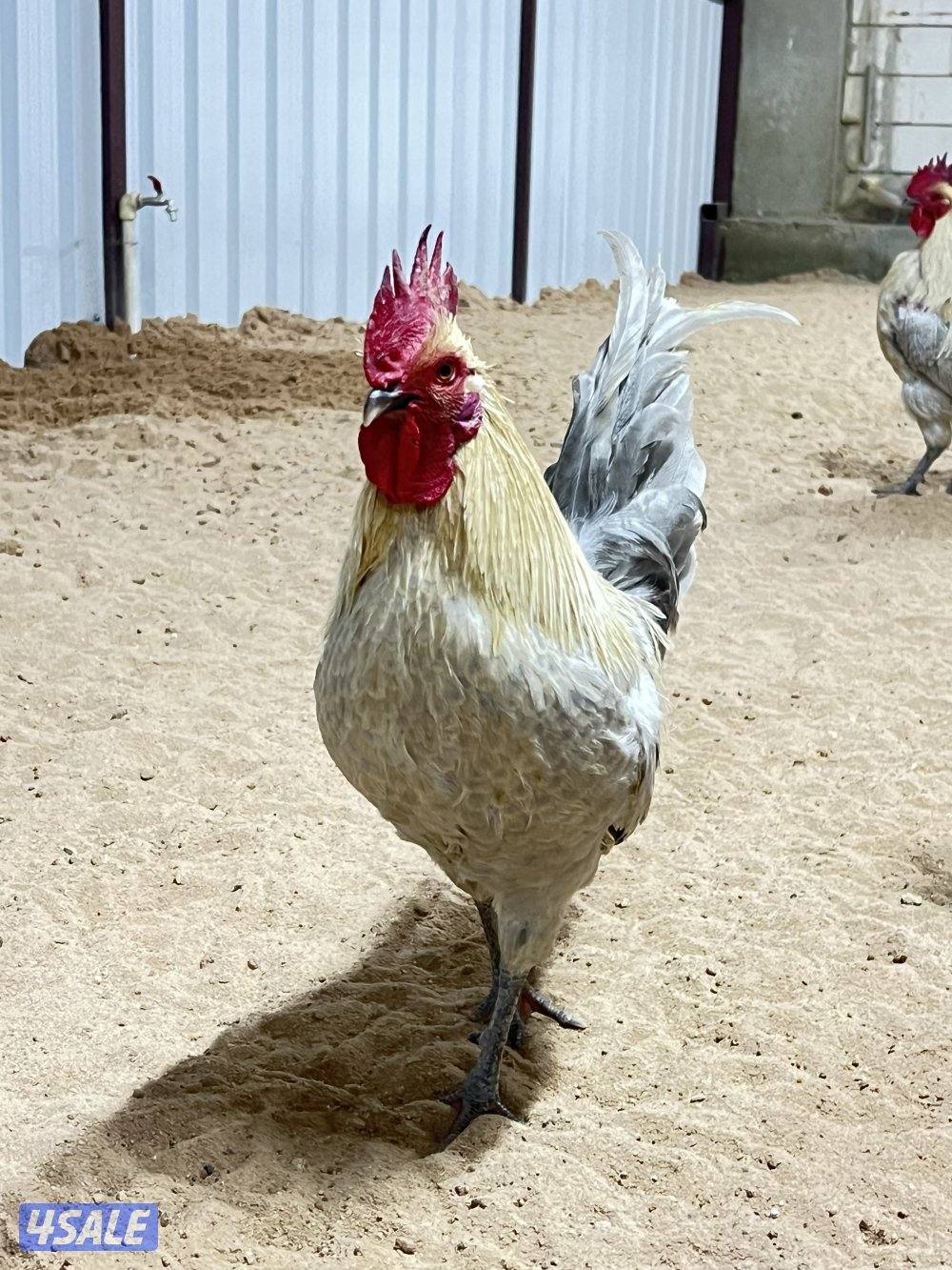 متوفر فروخ فيومي قولد8