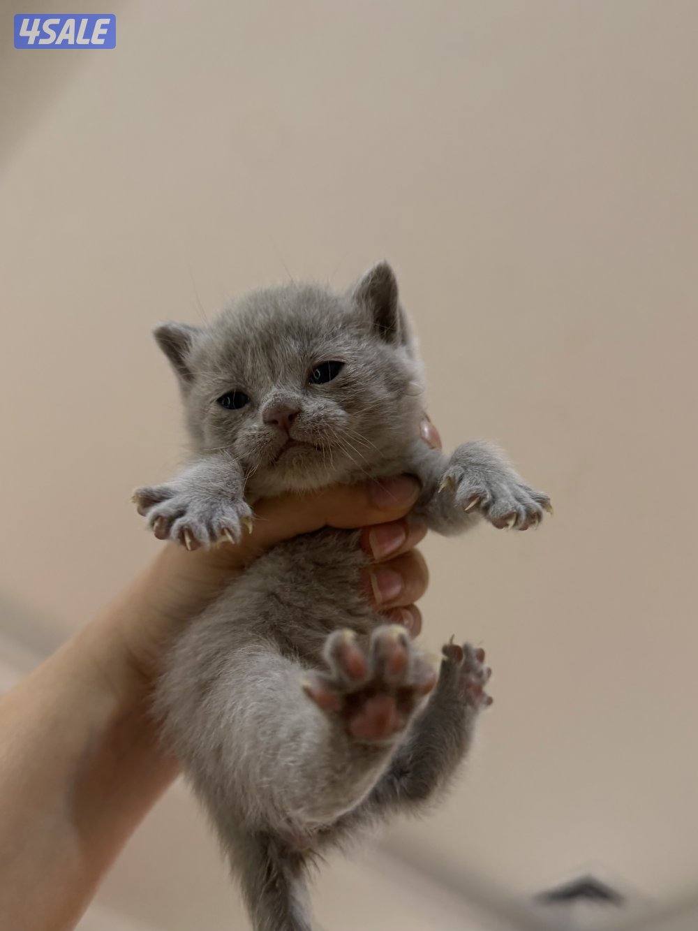 للحجز كيتن british مستوى فاخر2