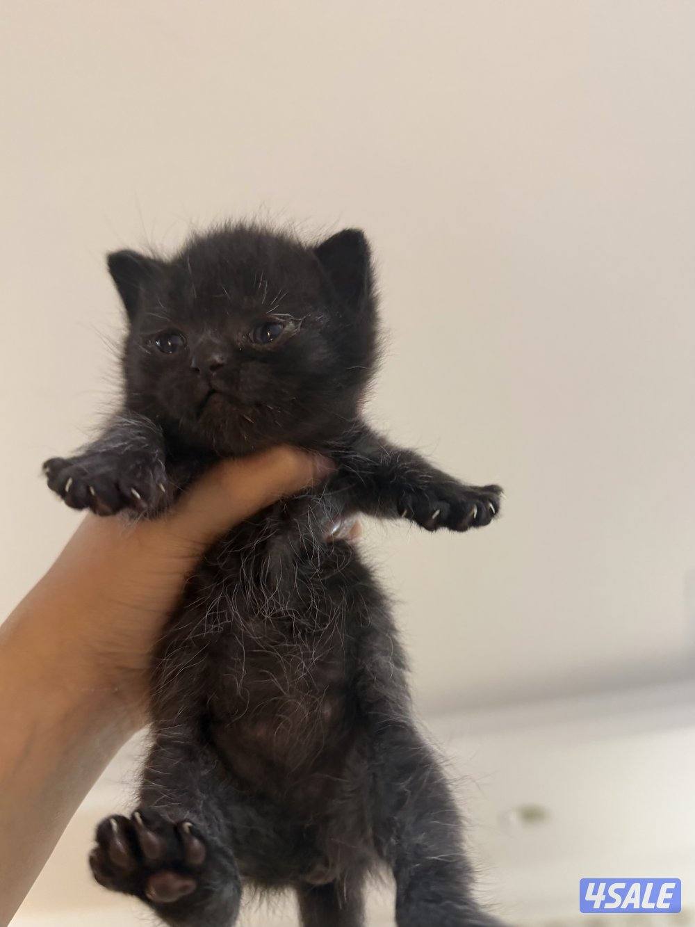 للحجز كيتن british مستوى فاخر3