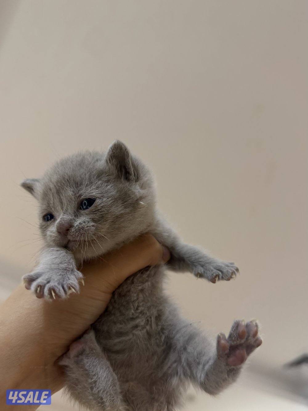 للحجز كيتن british مستوى فاخر0