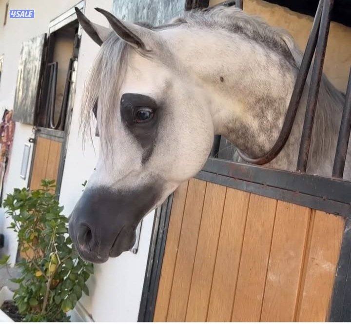 عساف خيل وحلاقة0